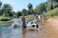 alle in der Donau